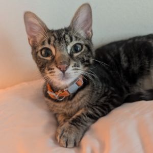 Fry is a sweet gentle boy who is just chill - he tends to be quiet and independ