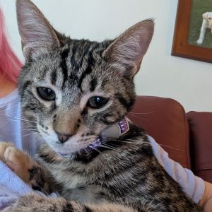 Leela is a total snuggle puss She loves to play and chase with her fellow foste