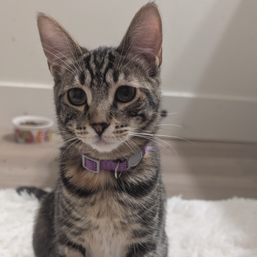 Leela