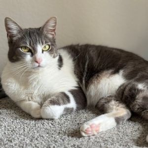 Serafina Fina for short loves to be petted and will request pets often throu