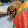 Charlie photo 2