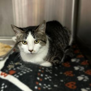 Geoff, Young Male Domestic Short Hair