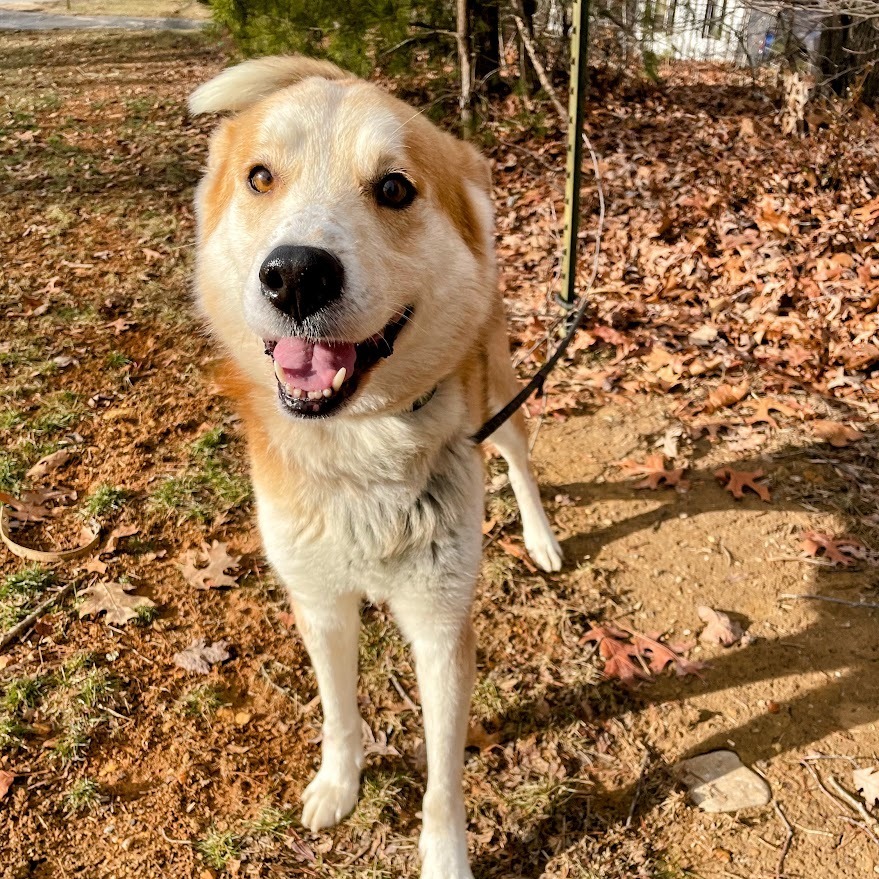 Fun Dingo Adventures