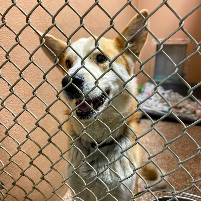 Fun Dingo Adventures