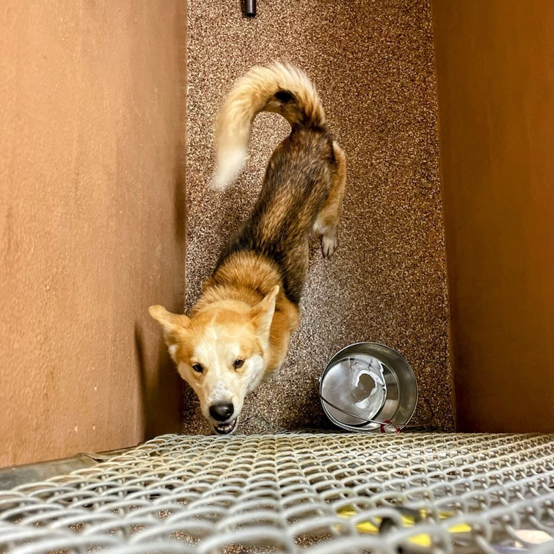 Fun Dingo Adventures