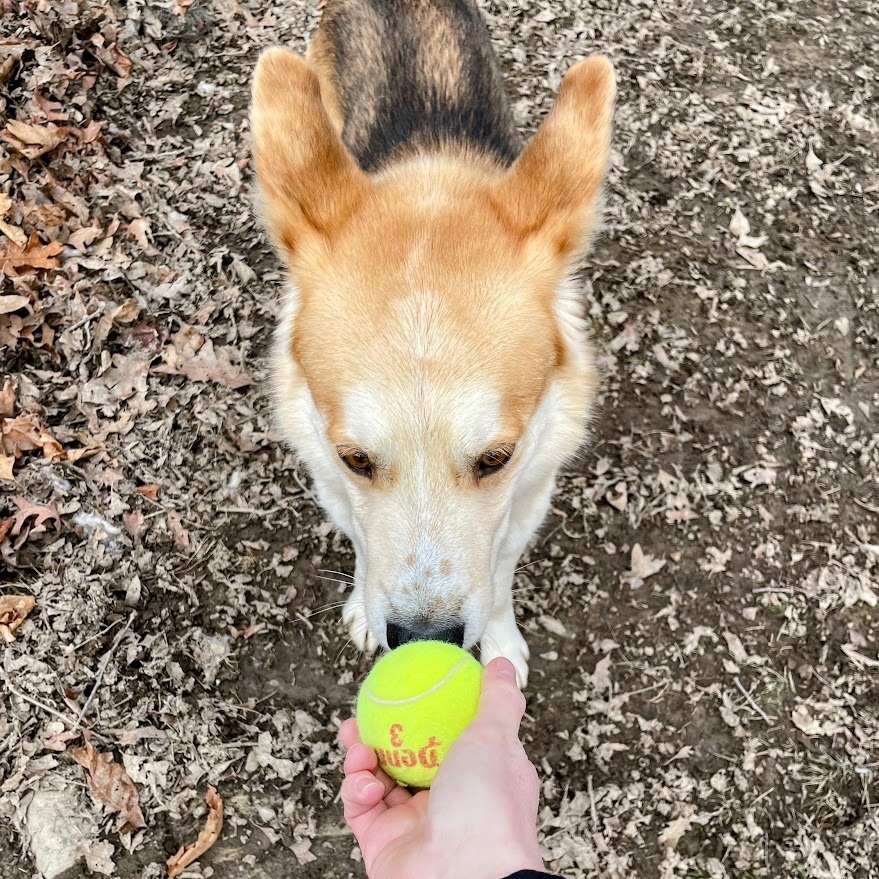 Fun Dingo Adventures
