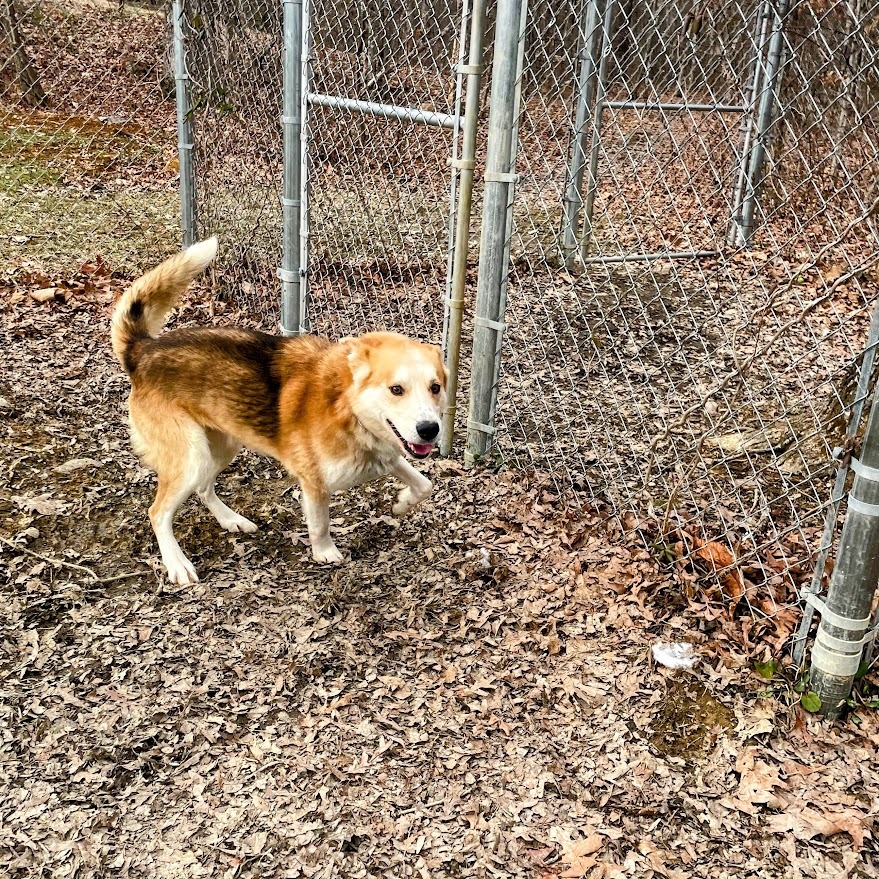 Fun Dingo Adventures
