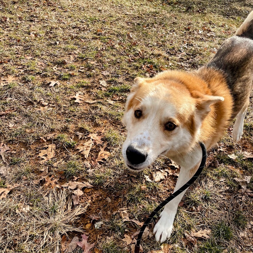 Fun Dingo Adventures