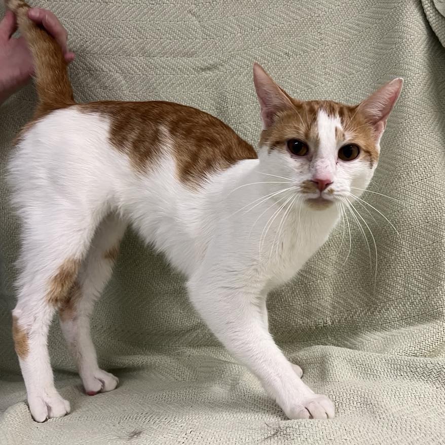 SVAS-Stray-36995