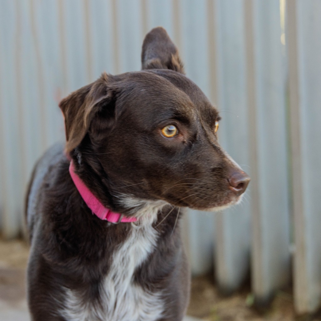 LuLu