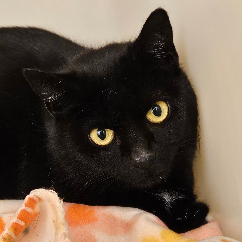 Rumpus Cat 49433