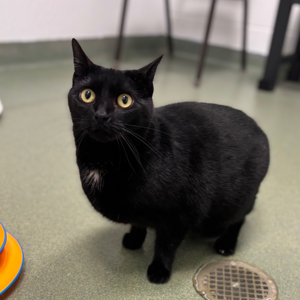 Rumpus Cat 49433
