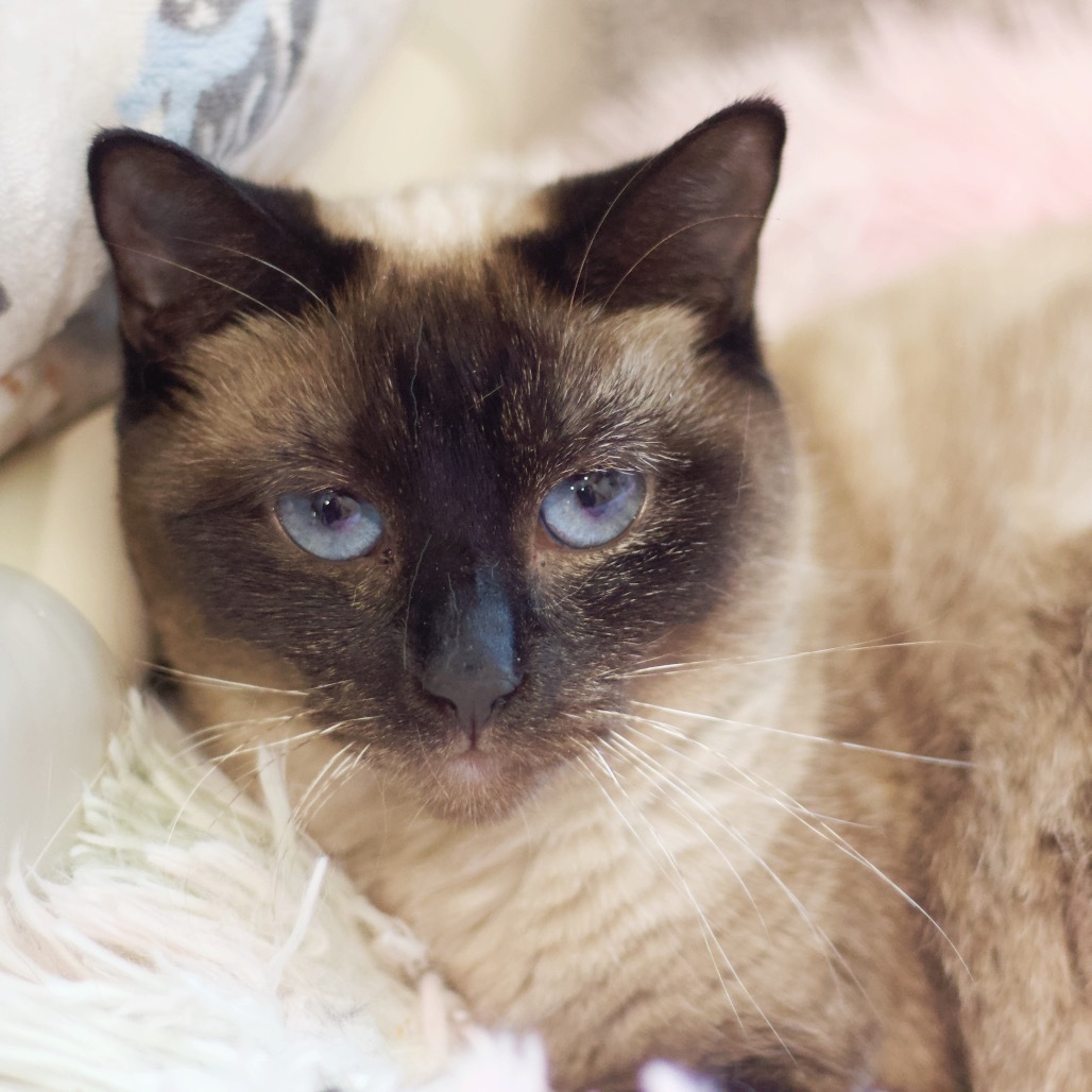 Chloe Girl
