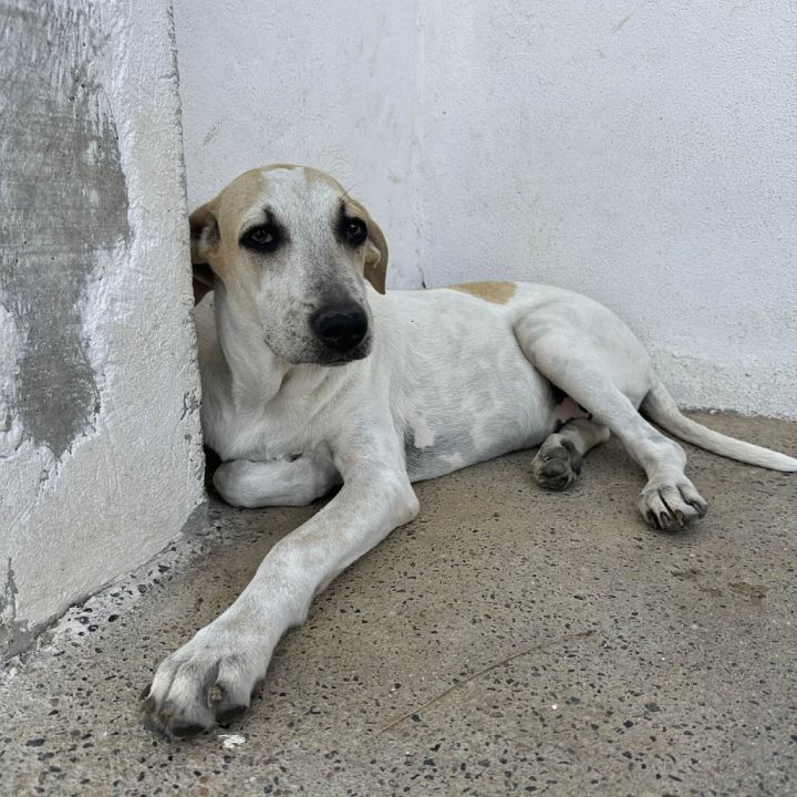 Melchor 4