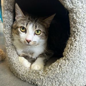 Cookie, Adult Male Domestic Short Hair