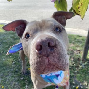Baloney, Senior Male unknown