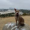 Baloney photo 5
