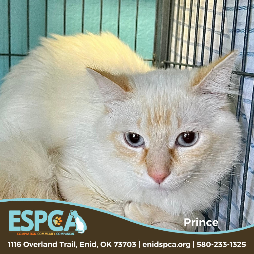 Prince, an adoptable Domestic Medium Hair in Enid, OK, 73703 | Photo Image 1