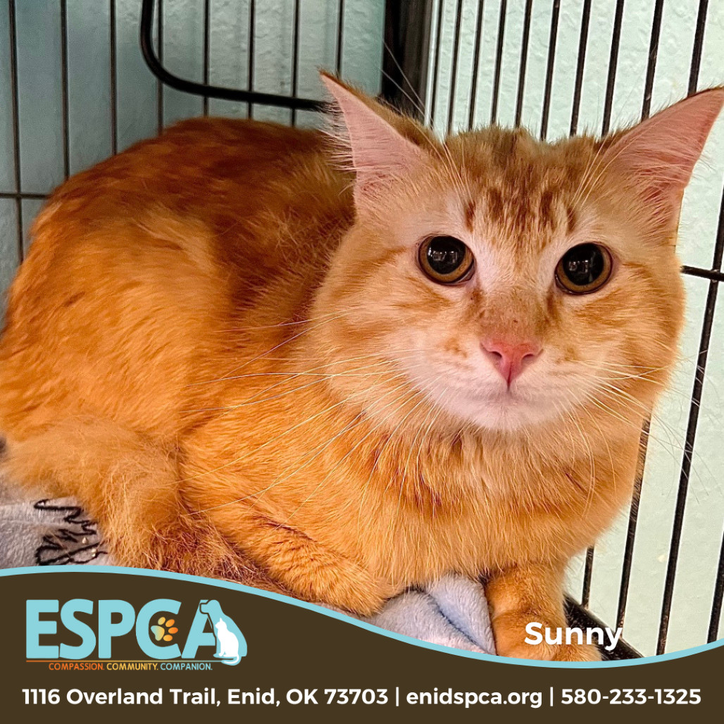 Sunny, an adoptable Domestic Short Hair in Enid, OK, 73703 | Photo Image 1