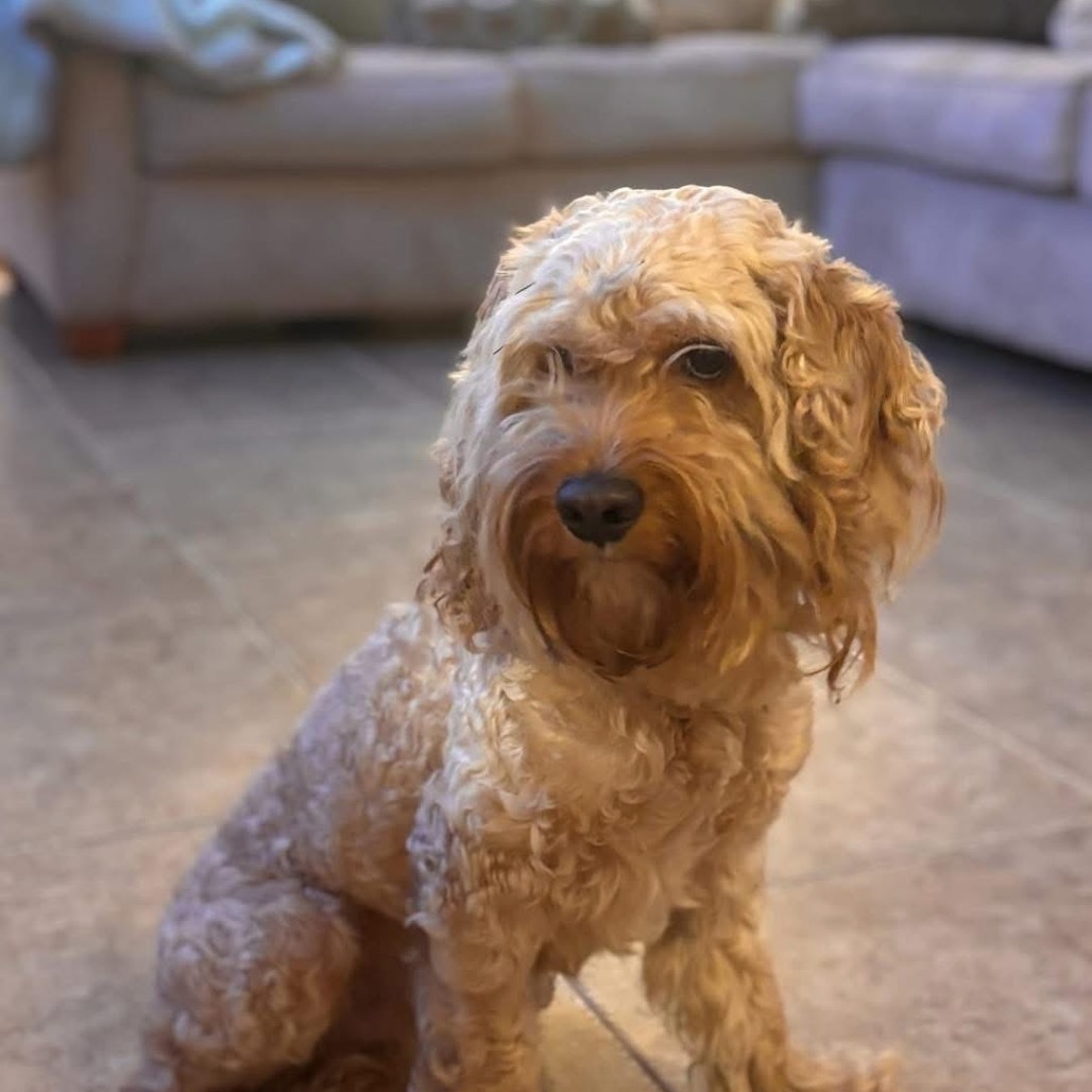Lucky, an adoptable Cockapoo in Sarasota, FL, 34240 | Photo Image 1