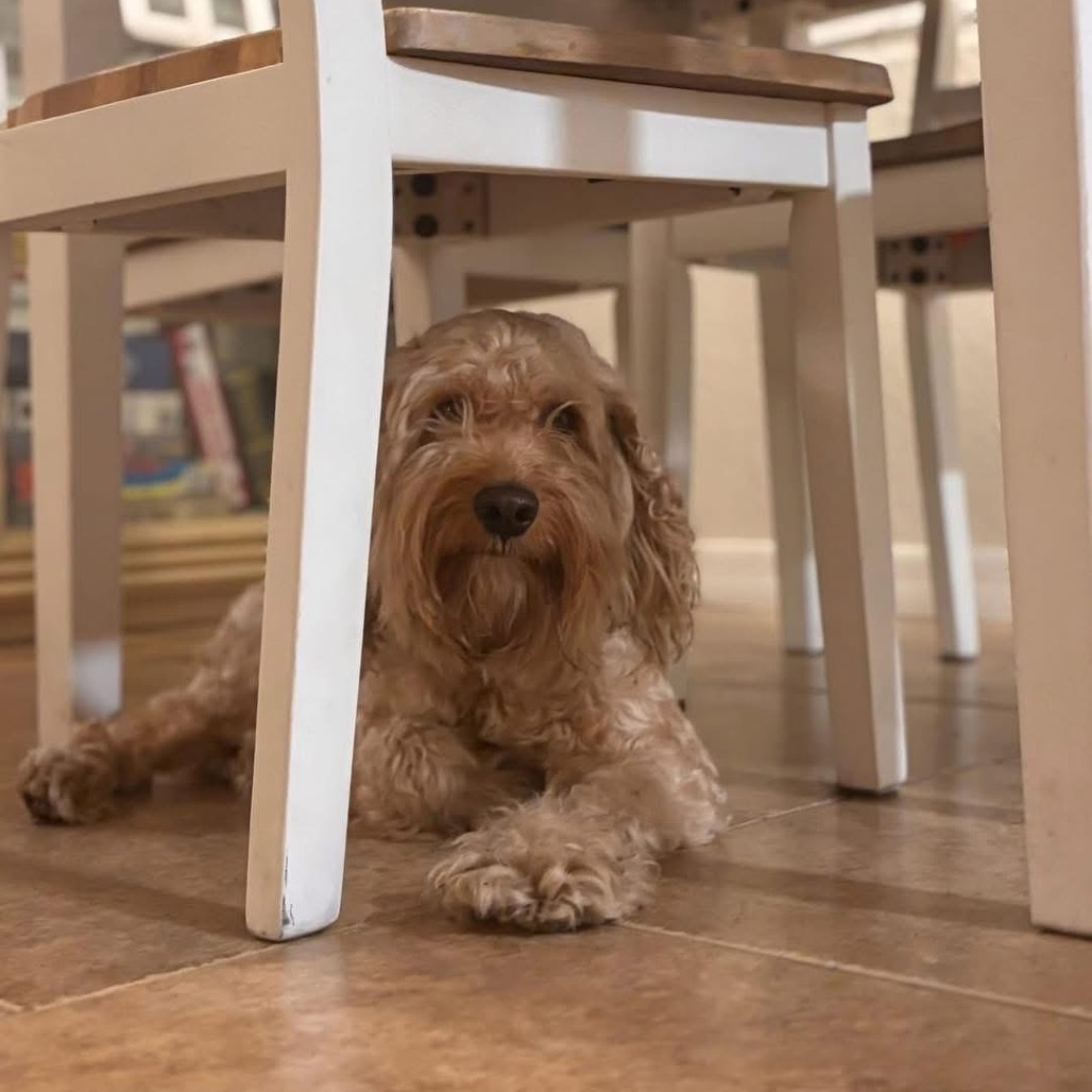 Lucky, an adoptable Cockapoo in Sarasota, FL, 34240 | Photo Image 2