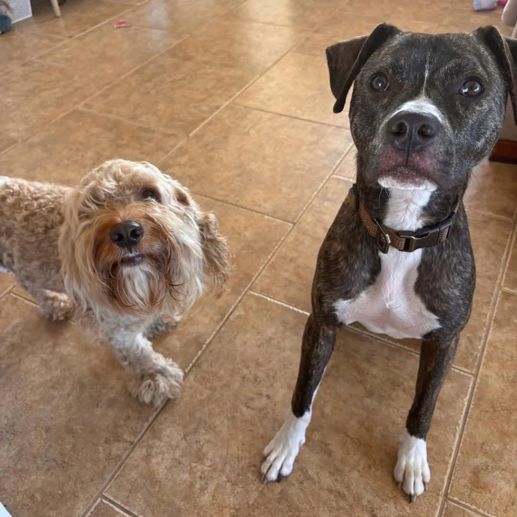 Lucky, an adoptable Cockapoo in Sarasota, FL, 34240 | Photo Image 3