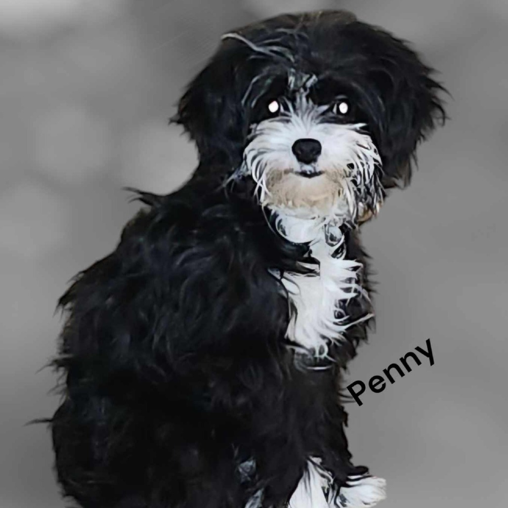 PENNY