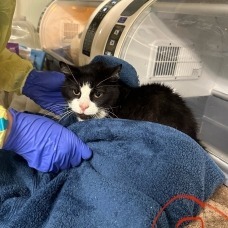 Rhett, Young Male Domestic Short Hair