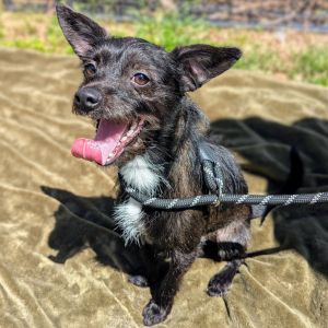 Meet Frankenstein a 1-year-old 10-pound Terrier mix with a big personality packed into a tiny body