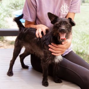 Meet Frankenstein a 1-year-old 10-pound Terrier mix with a big personality packed into a tiny body