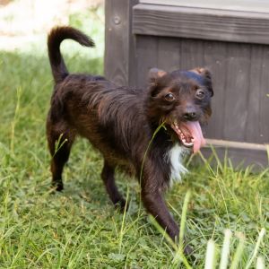 Meet Frankenstein a 1-year-old 10-pound Terrier mix with a big personality packed into a tiny body