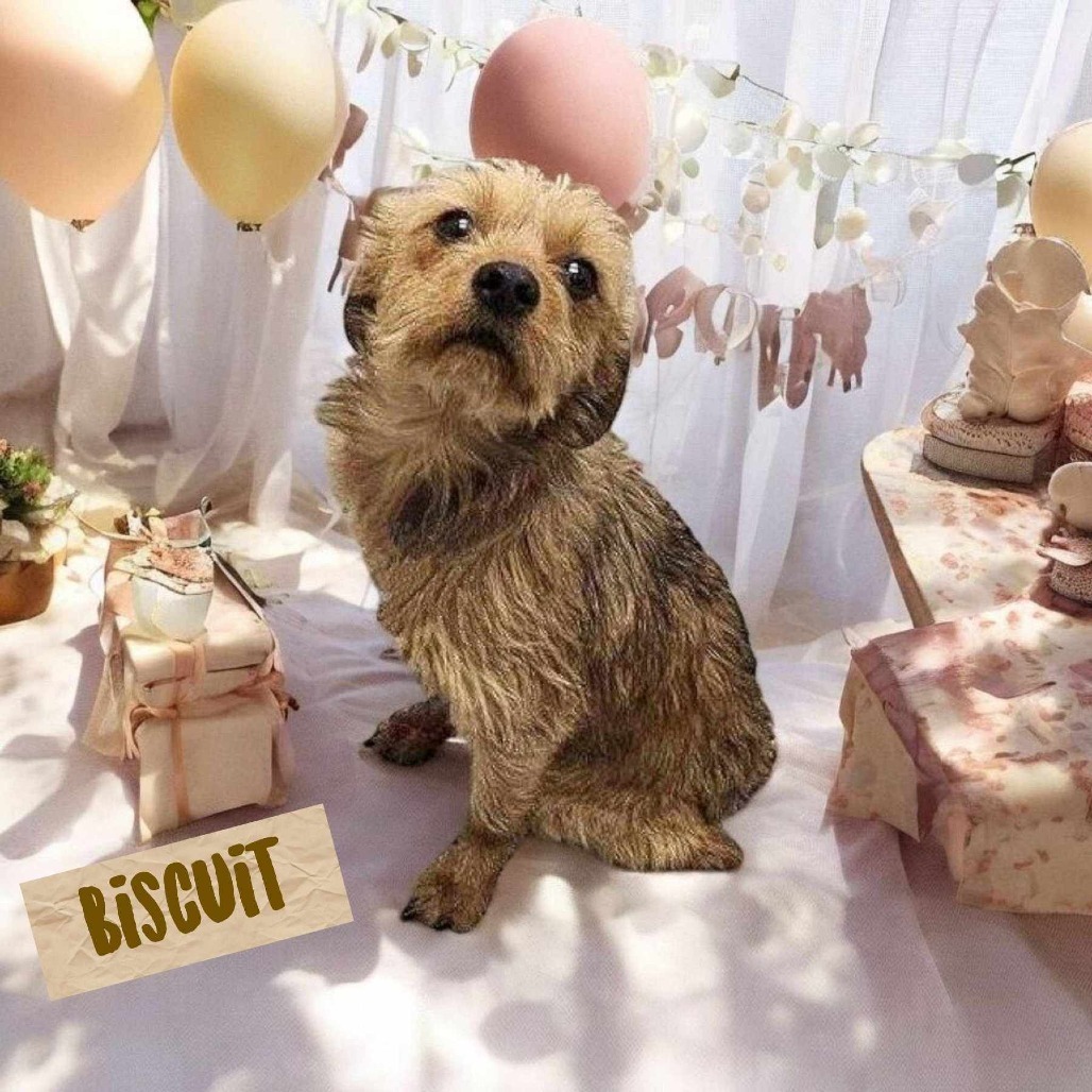 Bam Bam Biscuit