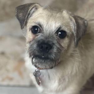 Meet Clay Daniel This tiny but might has brought so much love and fun into his foster home He has