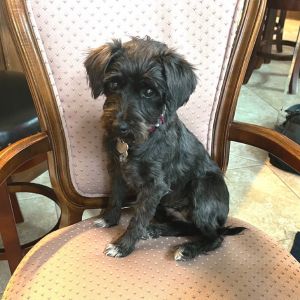 Gloria is a 4 year old 11 pound Schnauzer whos as cute and cuddly as can be She is very