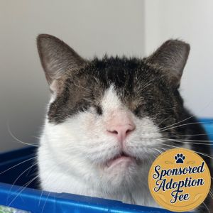 Lupe, Senior Female Domestic Short Hair