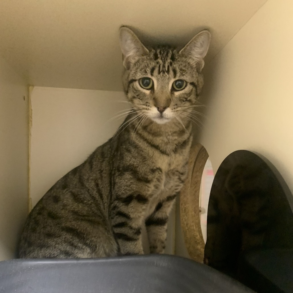 Oscar