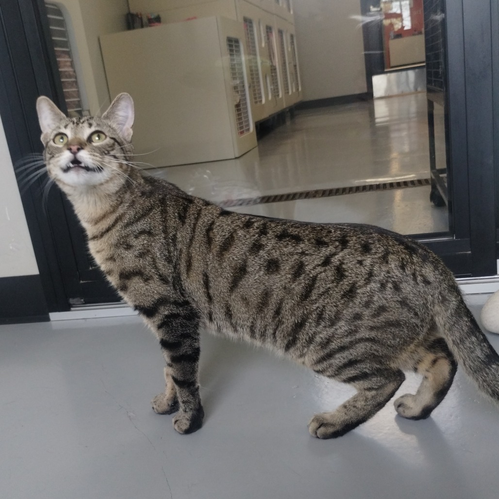 Oscar