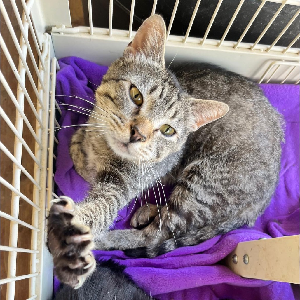 Stripey, an adoptable Domestic Short Hair in Nampa, ID, 83686 | Photo Image 1