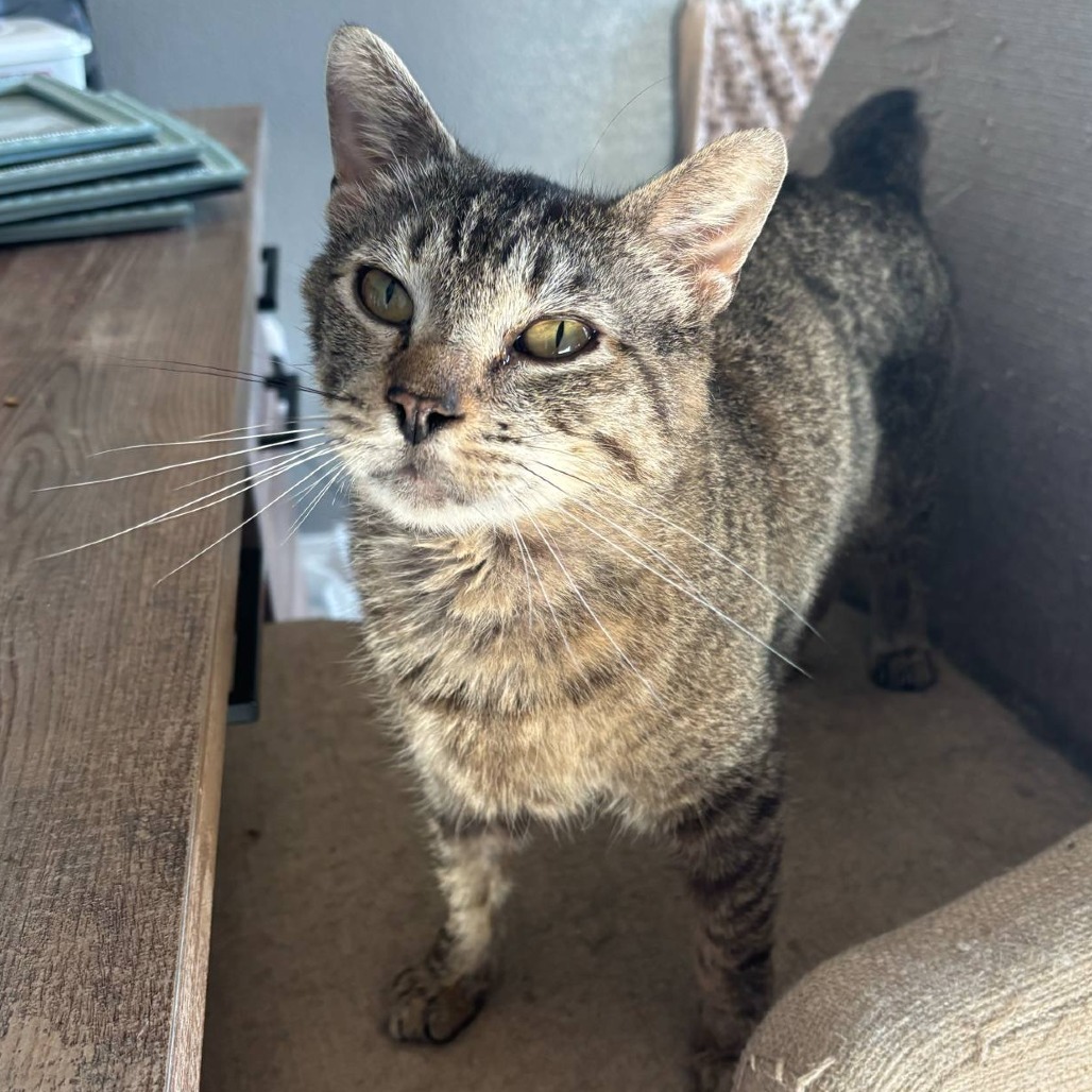Stripey, an adoptable Domestic Short Hair in Nampa, ID, 83686 | Photo Image 2