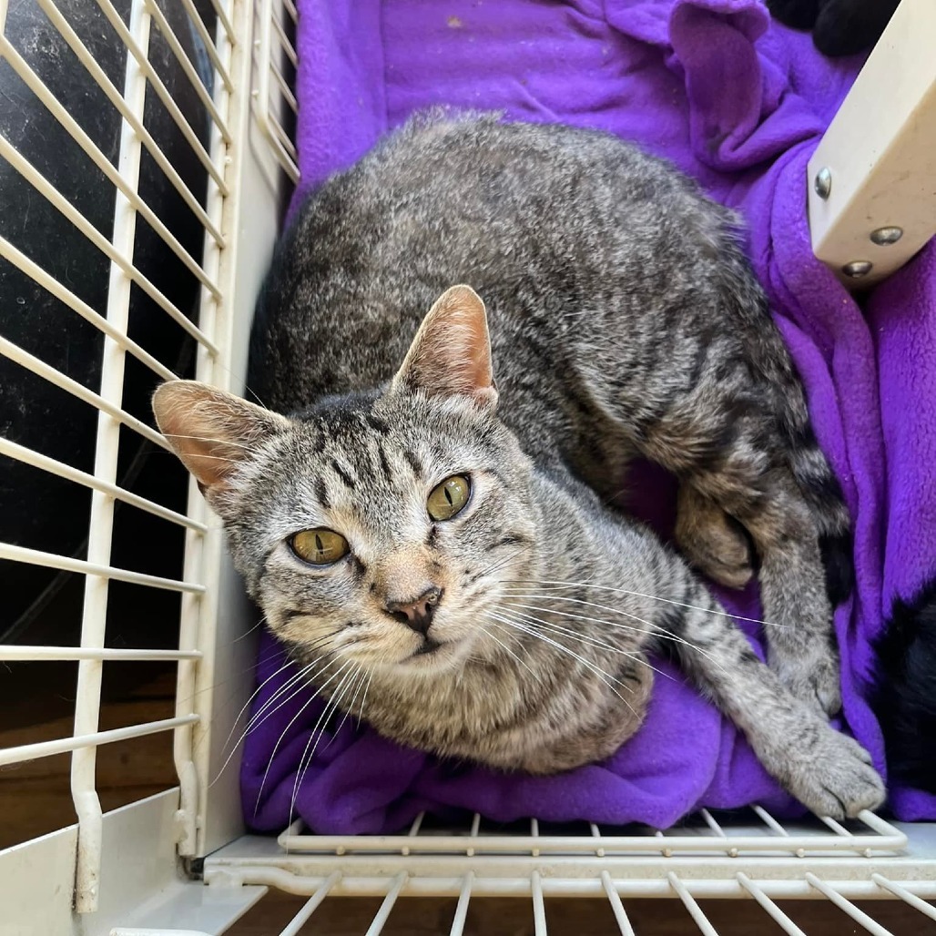 Stripey, an adoptable Domestic Short Hair in Nampa, ID, 83686 | Photo Image 3