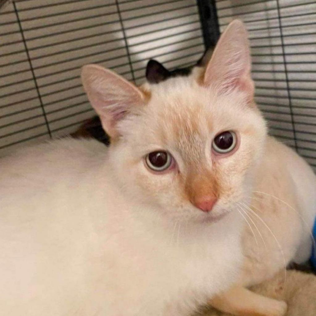 Raja, an adoptable Siamese in Nampa, ID, 83686 | Photo Image 1