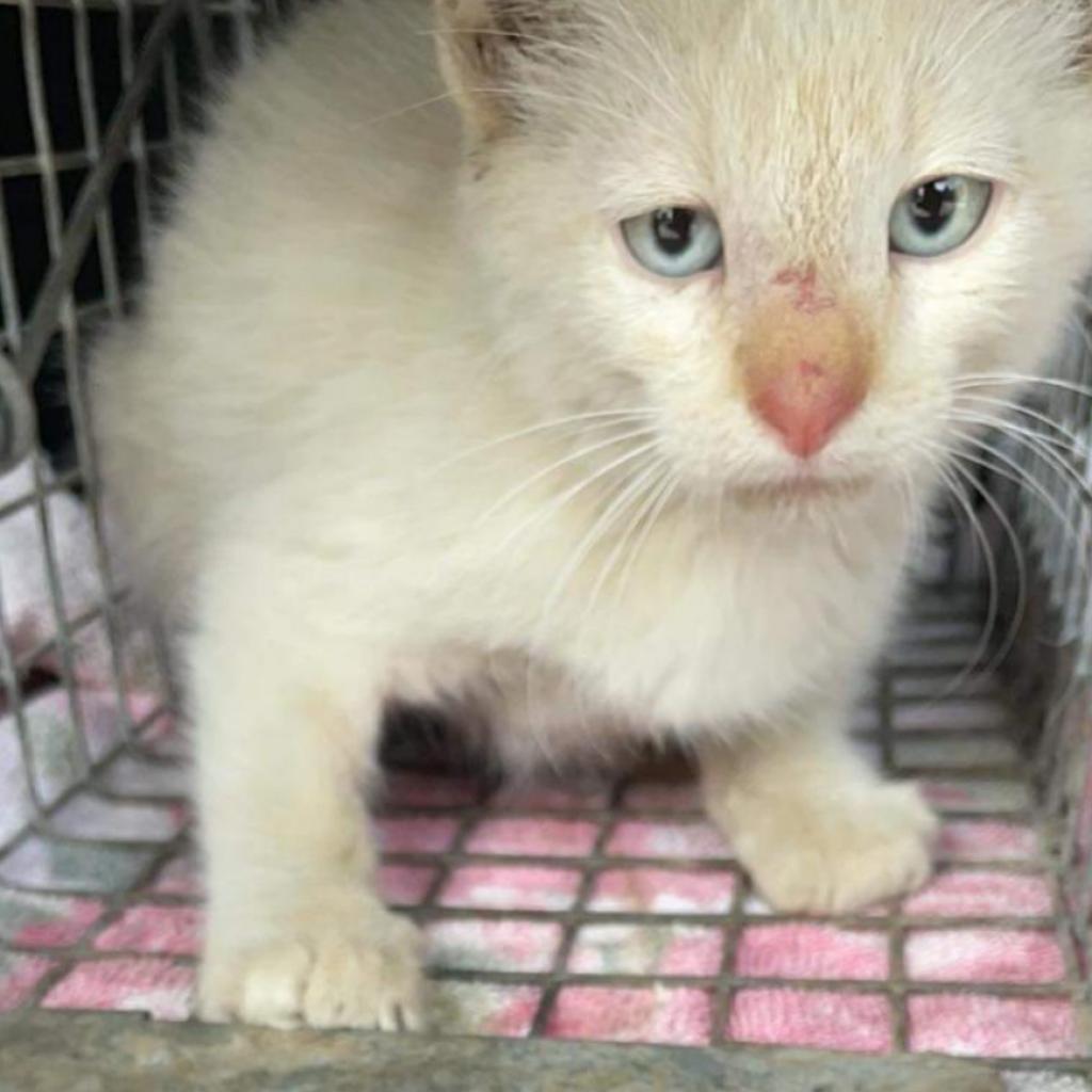 Raja, an adoptable Siamese in Nampa, ID, 83686 | Photo Image 2