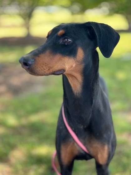 Athena