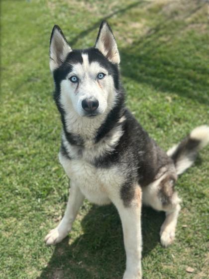 Woofgang Amadeus
