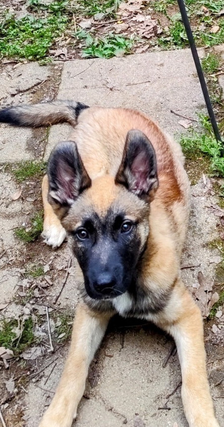 Muggo (M Pups)