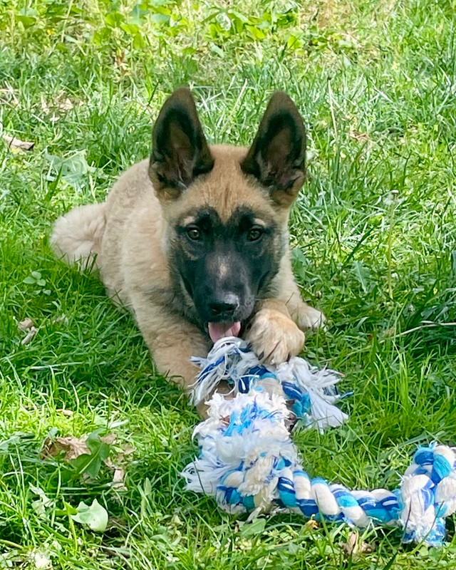 Muggo (M Pups)