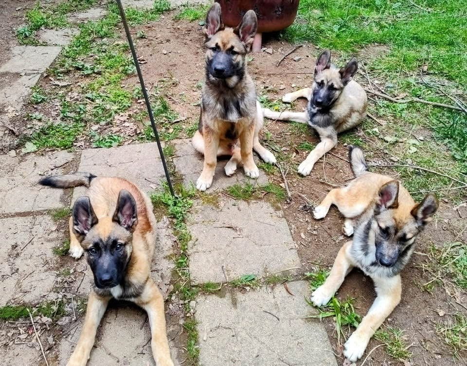 Muggo (M Pups)