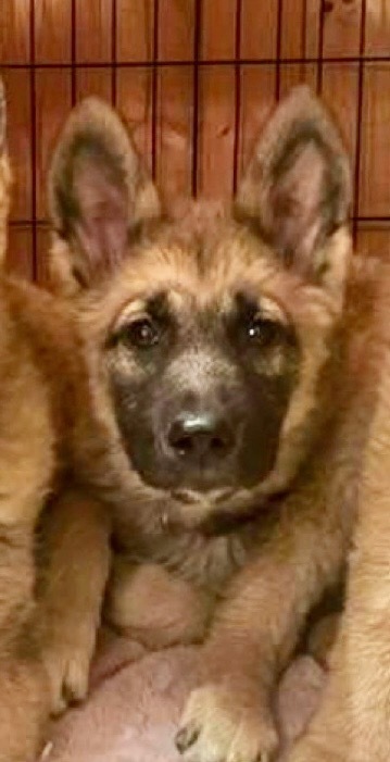 Muggo (M Pups)