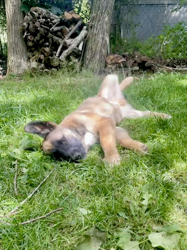 Muggo (M Pups)