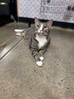 Harley Rose, Adult Female Domestic Short Hair